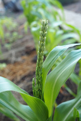 Young Plant Organic Home Garden