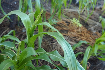 Young Plant Organic Home Garden