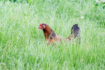 Brown chicken among the thick grass in the garden of the farm_