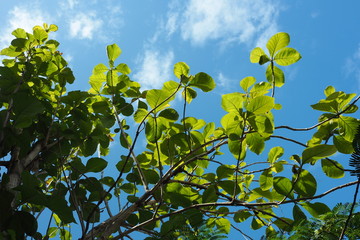 Garden Tree Leaves