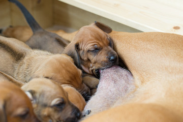 Rhodesian Ridgeback Welpen in der Wurfkiste