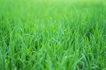 Close up image of rice field in green season