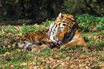 The Siberian tiger,Panthera tigris altaica in the zoo