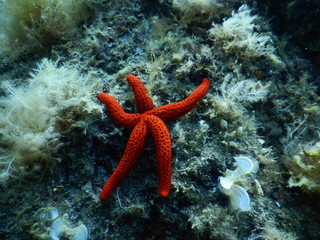 starfish on coral reef