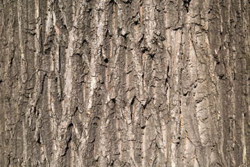 Background of old oak bark on a clear Sunny day. Design backgrounds texture.
