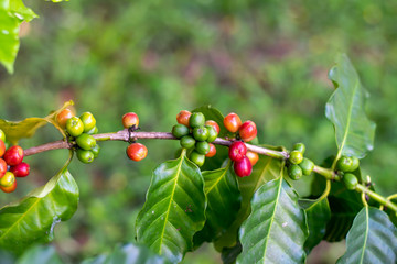  Coffee beans on the coffee tree Planted in northern Thailand Alabra Coffee