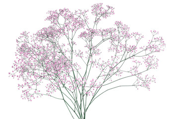 Obraz na płótnie Canvas Pink baby's breath Gypsophila flowers bouquet, isolated on white background