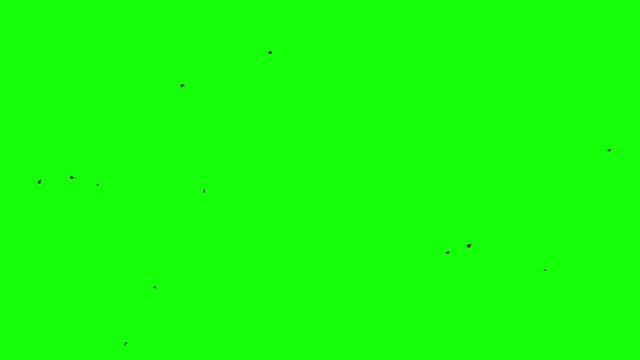 black ravens flock flight from right to left of screen Chroma key footage green screen Loop Seamless