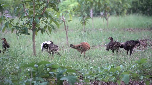 Chicken's family walking freely on meadow field outbuilding