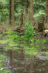 Blooming Red Foxglove in the forest in front of a small pond with reflections