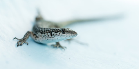 Macro picture of a Lizard