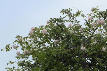 rambling or climbing rose 