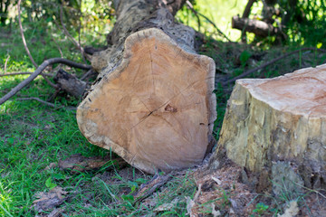 Fototapeta premium Trees in nature are cut by humans.