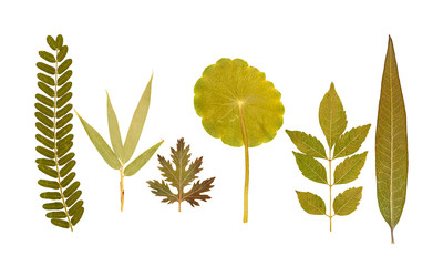Set of dry pressed leaves of various shapes isolated - 274386353