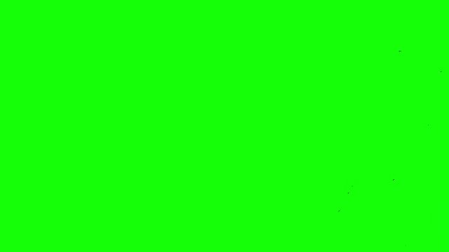Clear flight in screen flock of black ravens background of green screen