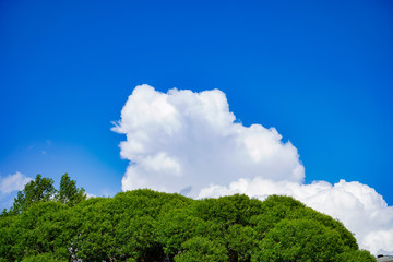 Obraz premium Beautiful Blue Sky Background with White Clouds and Tree. Picture for Summer Season.
