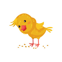 Little yellow cartoon chicken pecks grain. Vector illustration on white background.