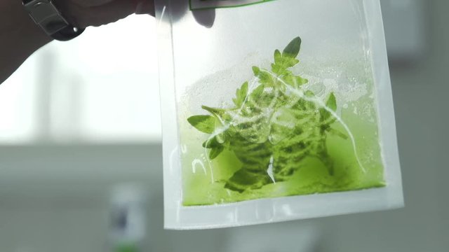 Organic Plant Life Inside Research Sample Bag