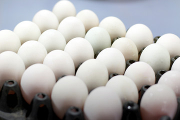 Fresh duck egg on the egg panel