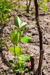 Small pea sprout climbing and twist around wooden twig