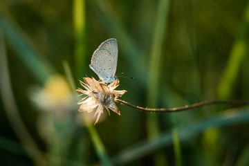 small butterfly on grass flower in sunset background