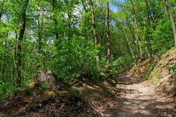 Philosophe path in Montmorency forest
