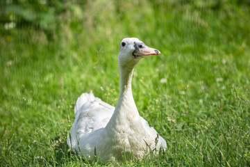 duck on a green lawn