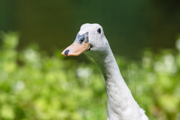 portrait of a cute white duck with an elongated neck on the lawn on a summer sunny day