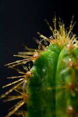 Macro photography of a cactus