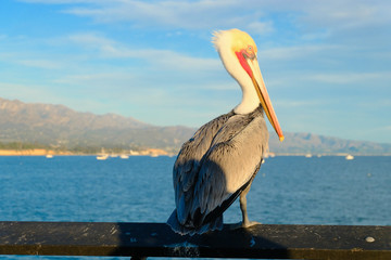 Pelican at the Stearns Wharf in Santa Barbara