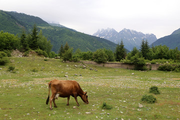 A red cow grazes in a mountain valley.