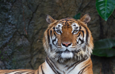 Face of tiger