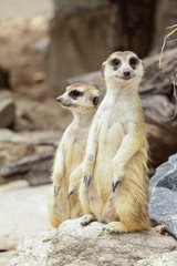 Meerkats are cute and curious