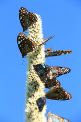 Butterflies on Whitsunday Islands, South Molle Island, Australia