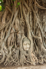 Buddha Head in Tree roots in Wat Mahathat Ayutthaya