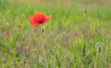 red poppy in field
