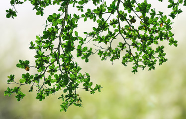 Green leaves and branches in spring season with blurry and foggy nature background.