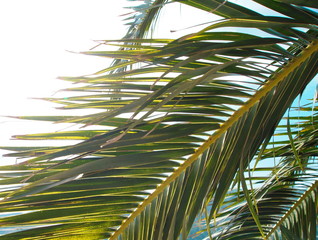 Palm leaf in the sunlight