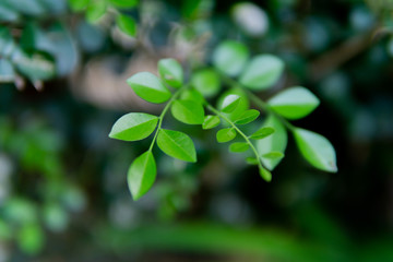 Fototapeta na wymiar green leaf in the garden while summer