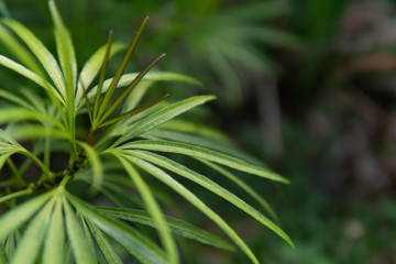 nature green leaf in the garden