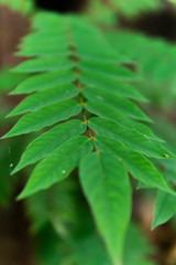 averrhoa bilimbi or cucumber tree leaf in the garden