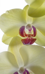 Orchid. Yellow. Flowers. Colorful. Plants. White