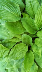 green leaves background