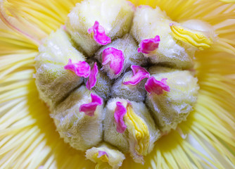 Peony. Flower. Heart. Macro. Nature. Color