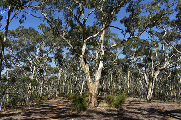 Fototapeta na wymiar Dense Eucalyptus Forest at Belair-Nationalpark, Adelaide, South Australia, Australia