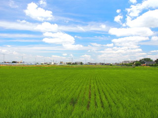 郊外の梅雨晴れの青田風景