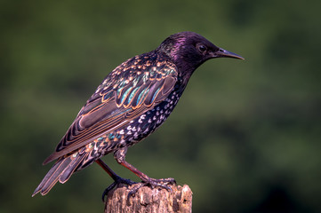 Male Starling
