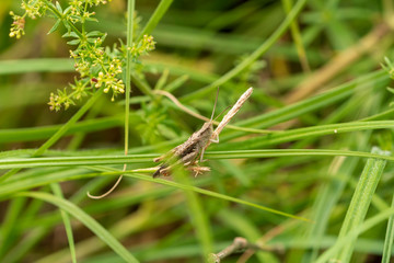 ein Grashüpfer im Gras