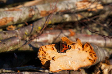Schmetterling (Großer Fuchs) sitzt auf Holzstapel