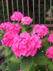 フェンス際に咲くピンクの紫陽花